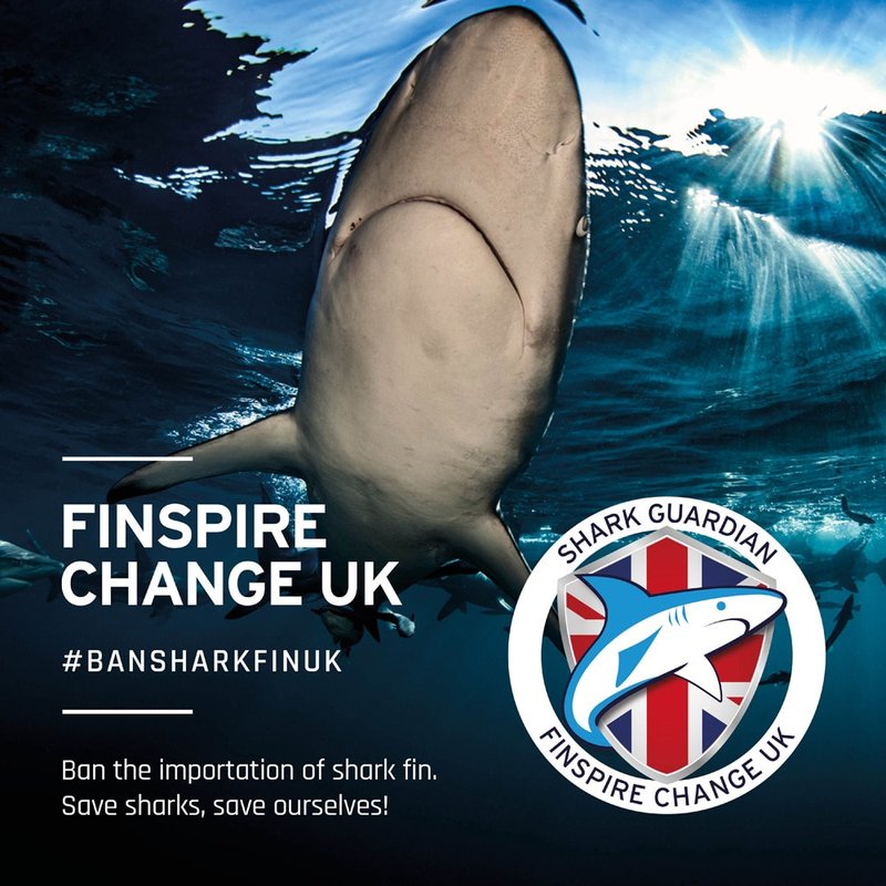 Discovering the Depths of Admiral Shark Casino in the UK Online Gaming Scene in United Kingdom